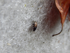 Melinopterus prodromus