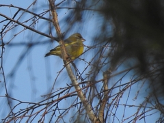 Chloris chloris