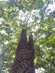 Magnoliopsida