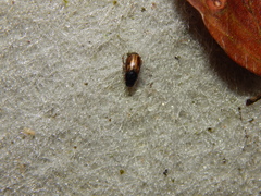 Melinopterus prodromus