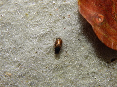 Melinopterus prodromus