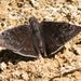 Meridian Duskywing - Photo (c) J. N. Stuart, some rights reserved (CC BY-NC-ND)
