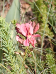 Indigofera hedyantha