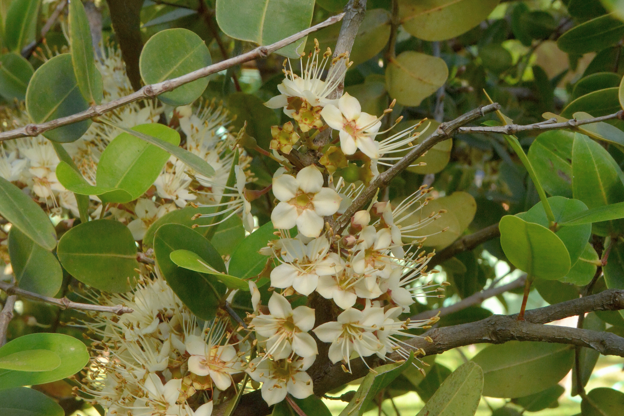 Mouriri pusa