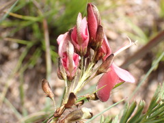 Indigofera hedyantha