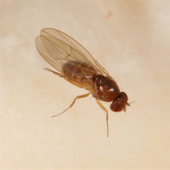 Drosophila testacea