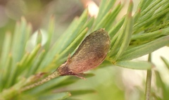 Indigofera hedyantha