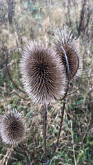 Dipsacus fullonum
