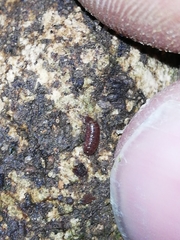 Trichoniscus pusillus