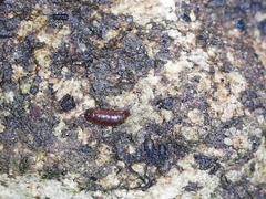 Trichoniscus pusillus