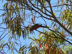 Platycercus icterotis icterotis