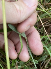 Crotalaria brevis