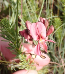 Indigofera hedyantha