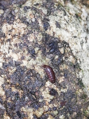 Trichoniscus pusillus