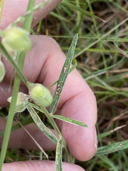 Crotalaria brevis