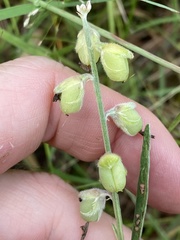 Crotalaria brevis