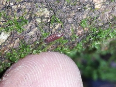 Trichoniscus pusillus