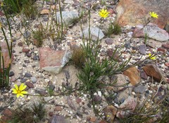 Osteospermum asperulum