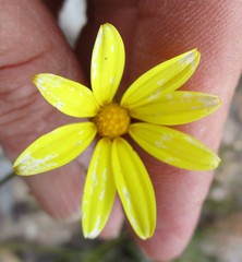 Osteospermum asperulum