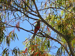 Platycercus icterotis icterotis