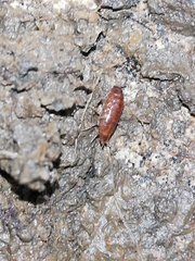 Trichoniscus pusillus