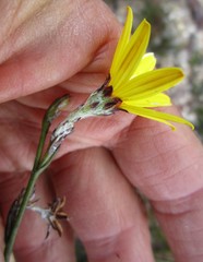 Osteospermum asperulum