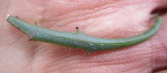 Osteospermum asperulum