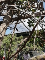 Aves
