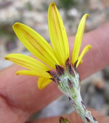 Osteospermum asperulum