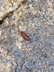 Trichoniscus pusillus