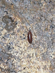 Trichoniscus pusillus