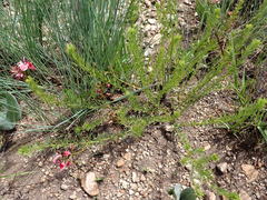 Indigofera hedyantha