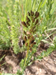 Indigofera hedyantha