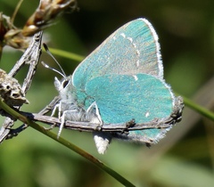 Callophrys viridis