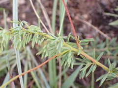 Indigofera hedyantha
