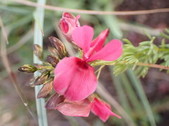 Indigofera hedyantha