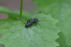 Coleoptera