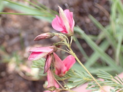 Indigofera hedyantha