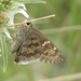 Acacia Skipper - Photo (c) Jerry Oldenettel, some rights reserved (CC BY-NC-SA)