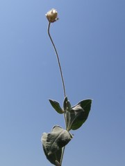 Pfaffia gnaphalioides