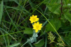 Blackstonia acuminata