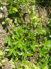 Alchemilla saxatilis