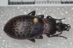 Carabus fairmairei