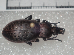 Carabus fairmairei
