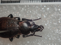Carabus fairmairei
