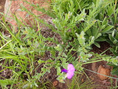 Polygala rehmannii