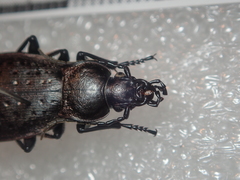 Carabus fairmairei