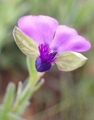 Polygala rehmannii