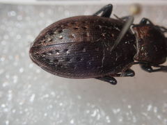 Carabus fairmairei