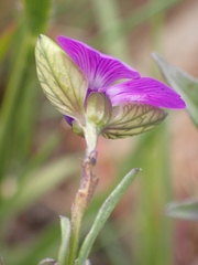Polygala rehmannii